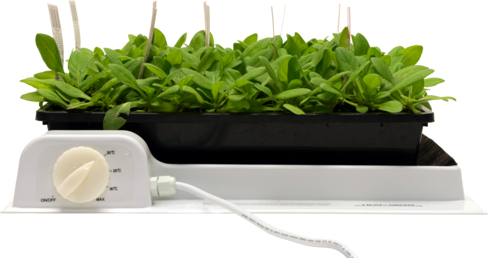 Heat and Grow Propagator