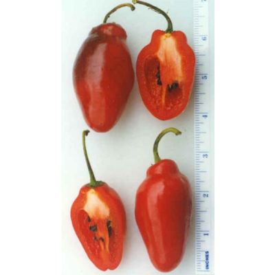 Rocoto / Locoto - Red