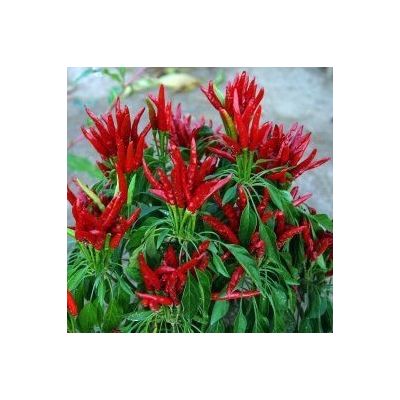 Rooster Spur