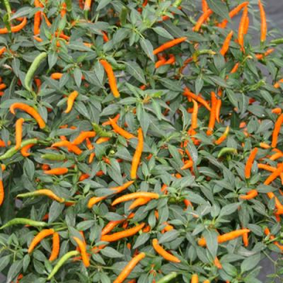 Thai Orange