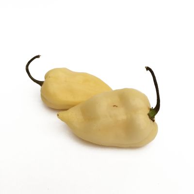 Habanero White