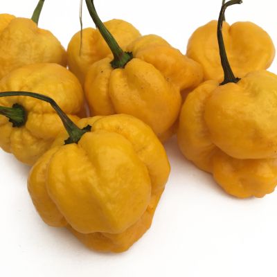Yellow 7 Pod (7 Pot)