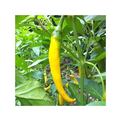 Cayenne Yellow