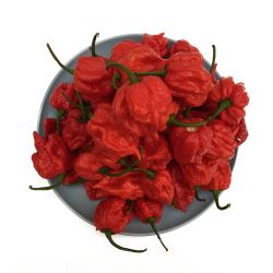 Trinidad Moruga Scorpion - Red