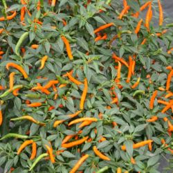 Thai Orange