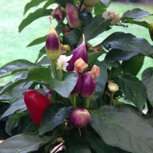 Chilli Razzamatazz
